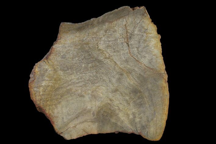 Very Rare, Petrified Snakewood (Mennegoxylon) Slab - Texas #117118